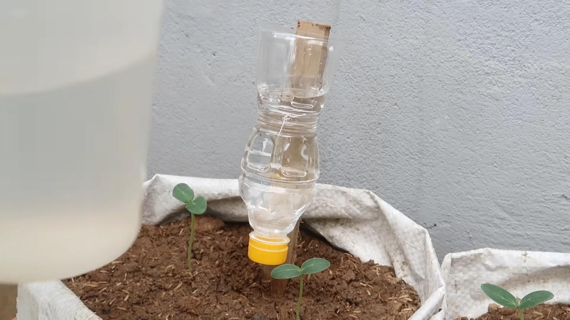 Easy Home Cucumber Growing