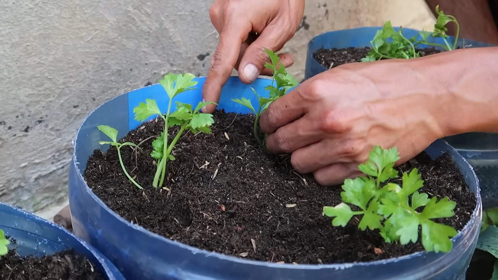Growing Celery From Scraps