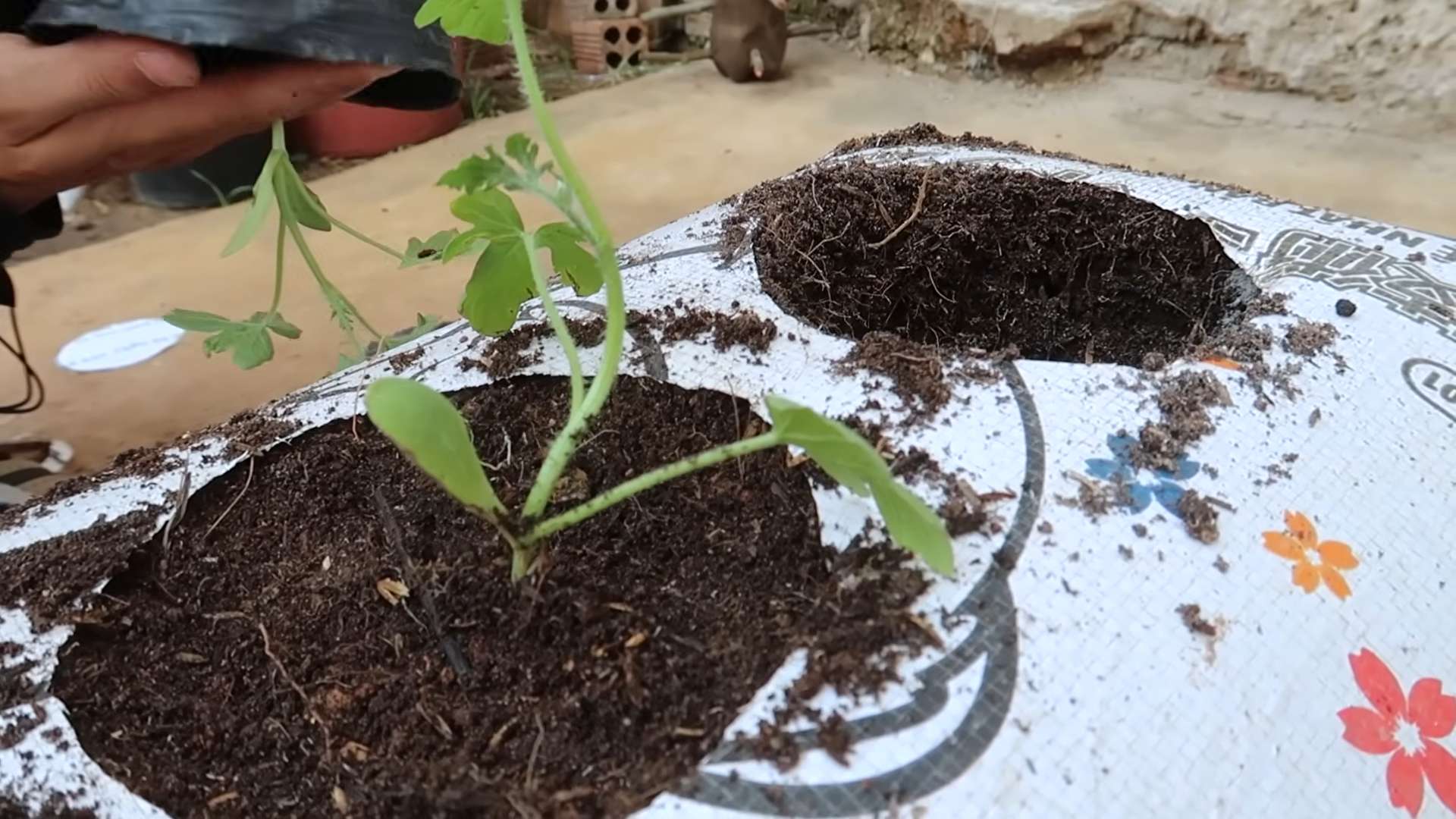 Sack Grown Watermelons