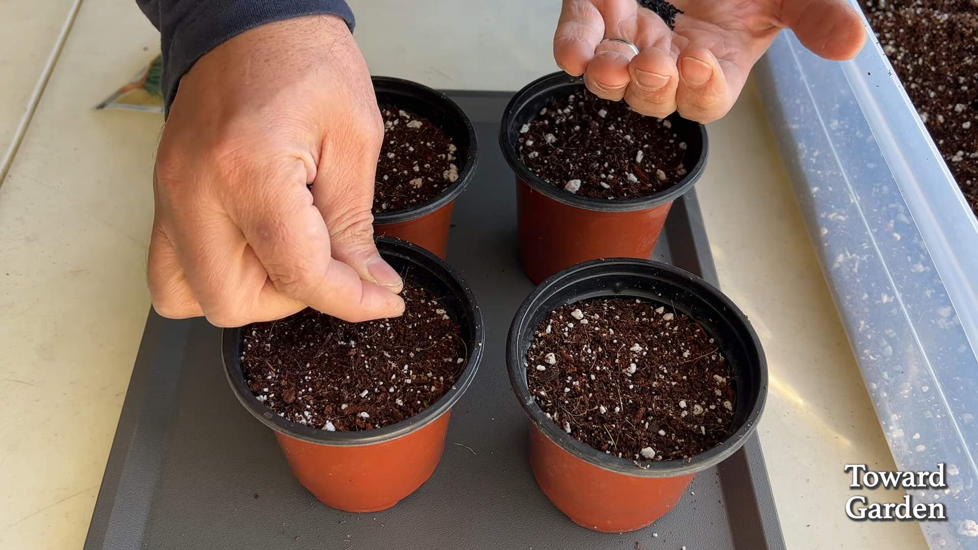 Grow Chives Indoors Easily