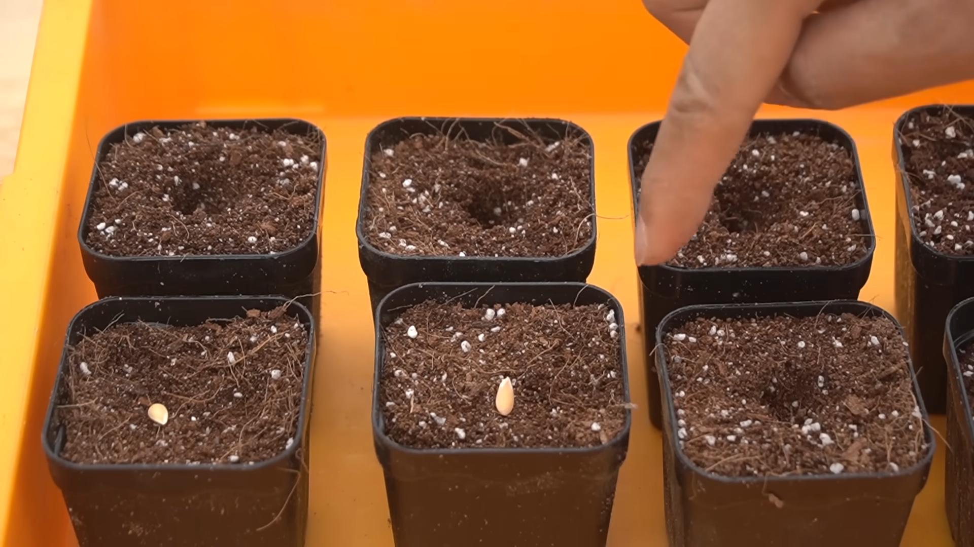 Grow Melons at Home