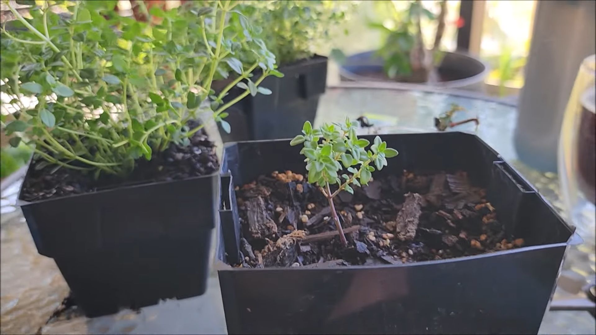 Growing Thyme Indoors
