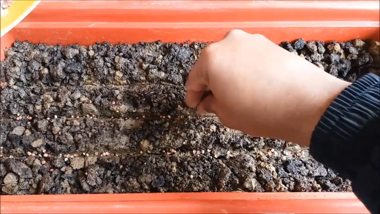 Grow Cilantro Kitchen