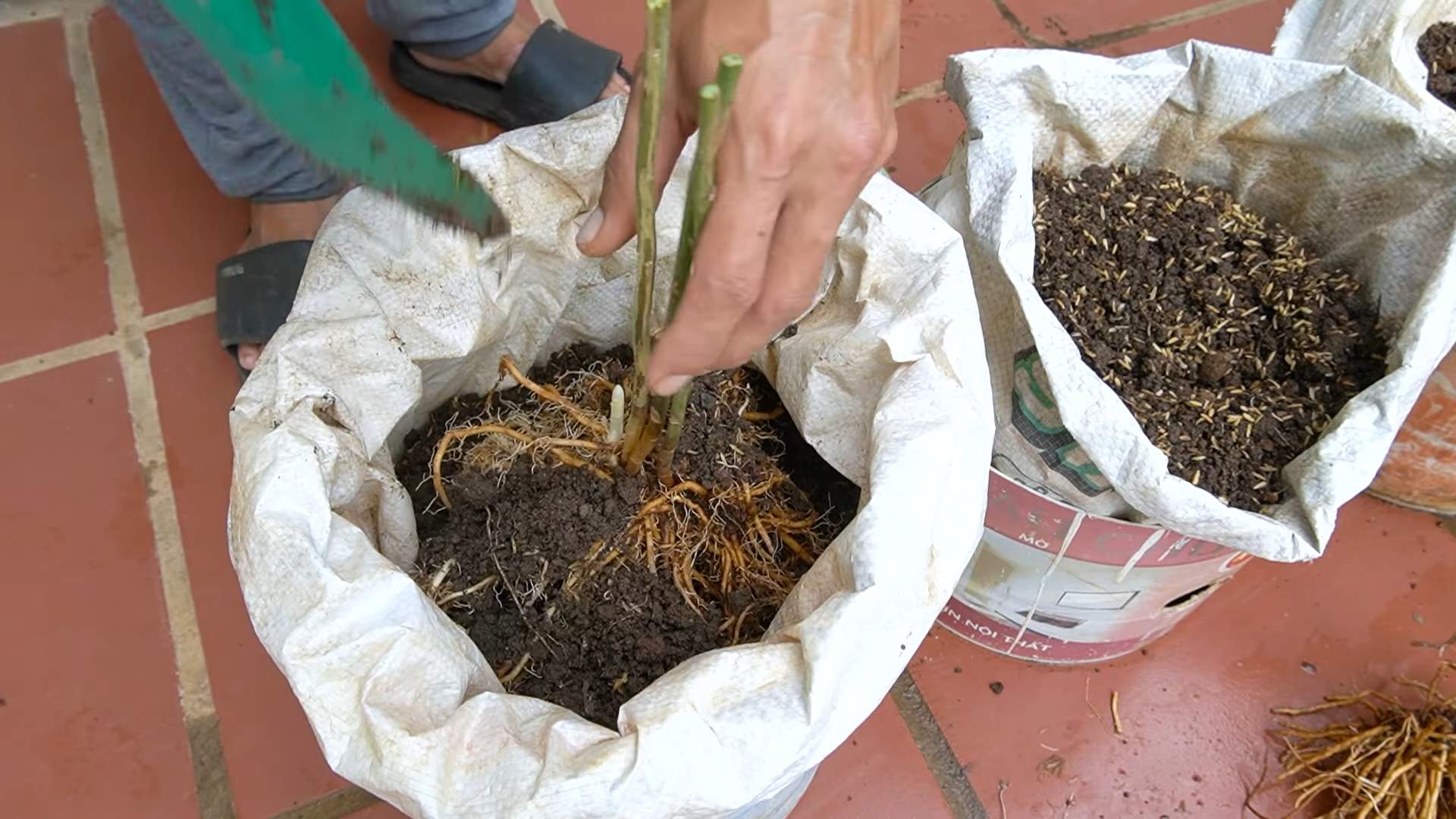 Growing Asparagus Simple Strategy