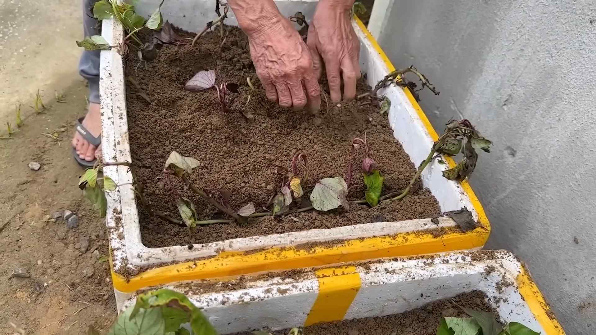 Growing Sweet Potatoes
