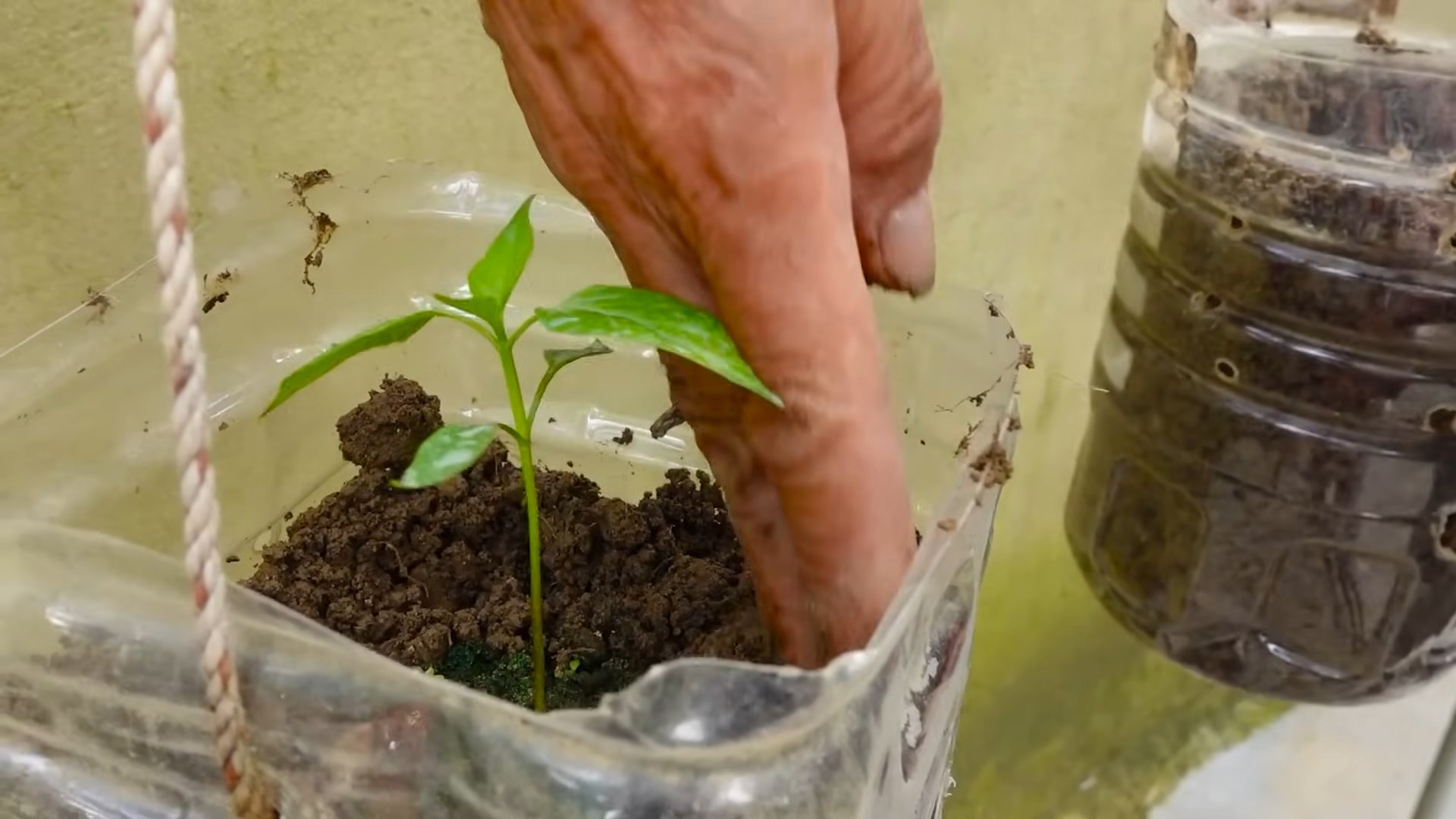 Grow Chili Peppers