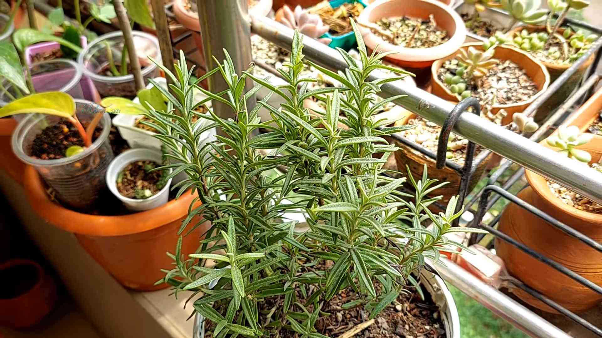 Rosemary Planting Small Spaces