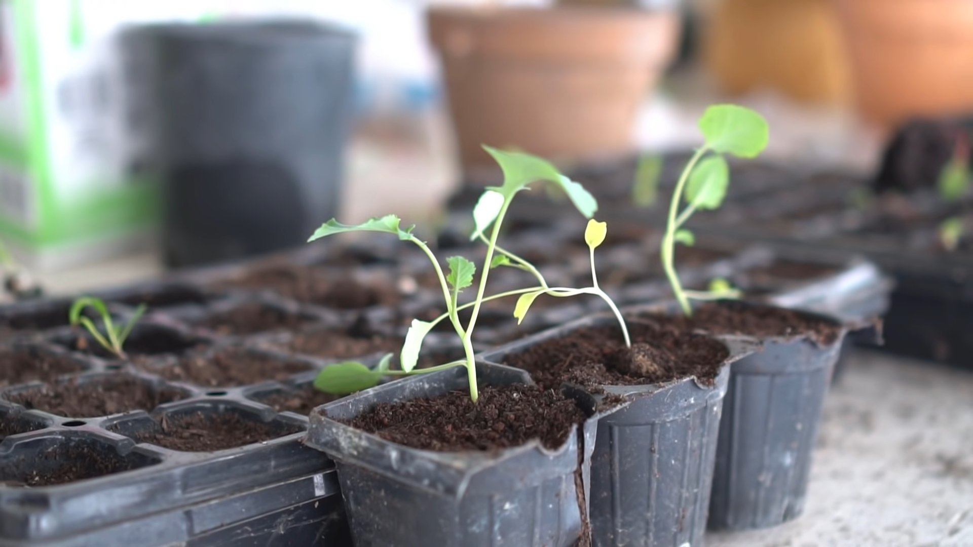 Grow Broccoli at Home