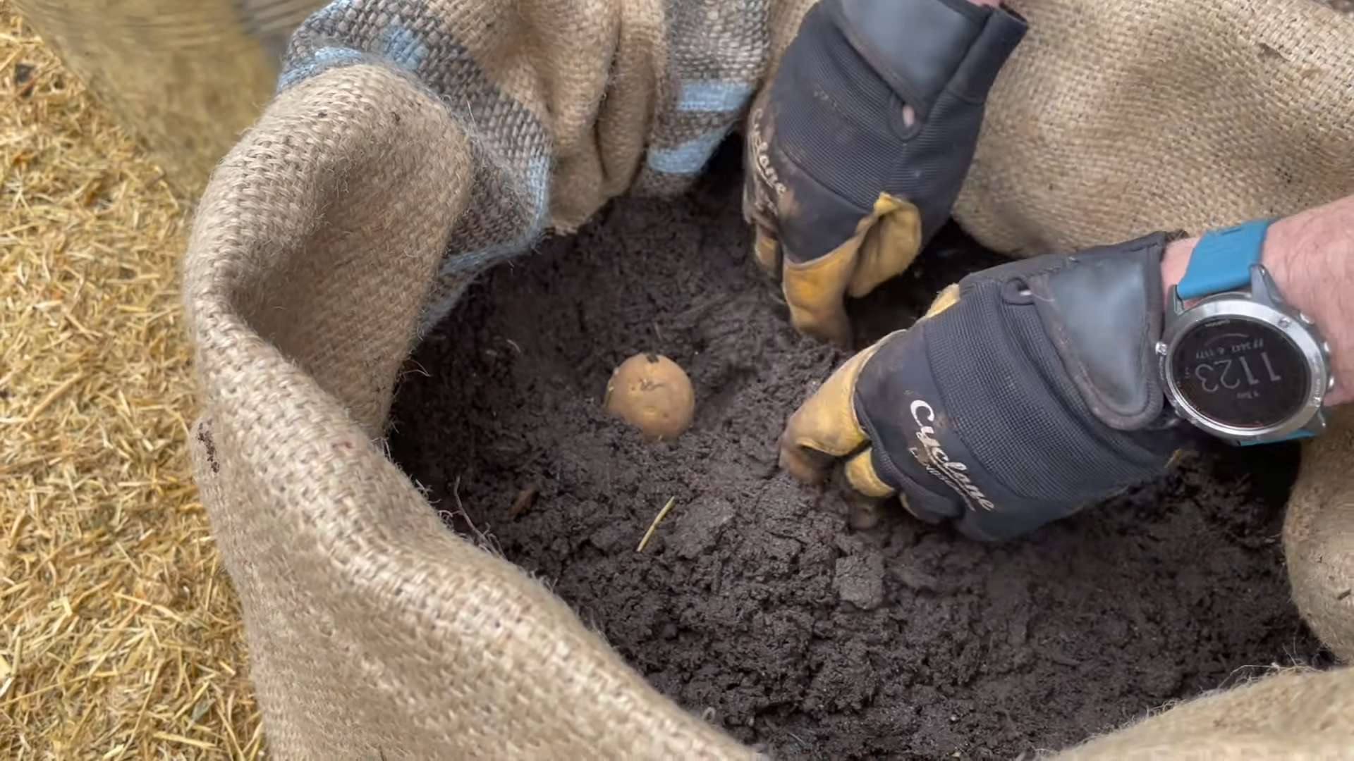 Planting Potatoes in Grow Bags