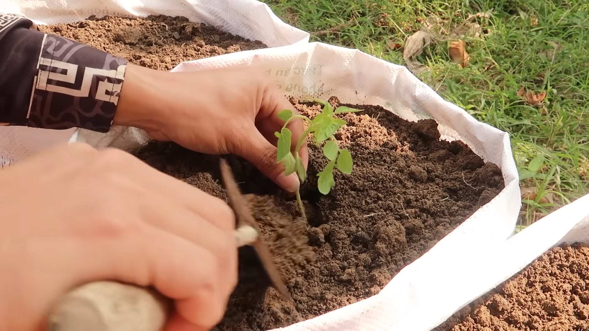 Growing Tomatoes at Home