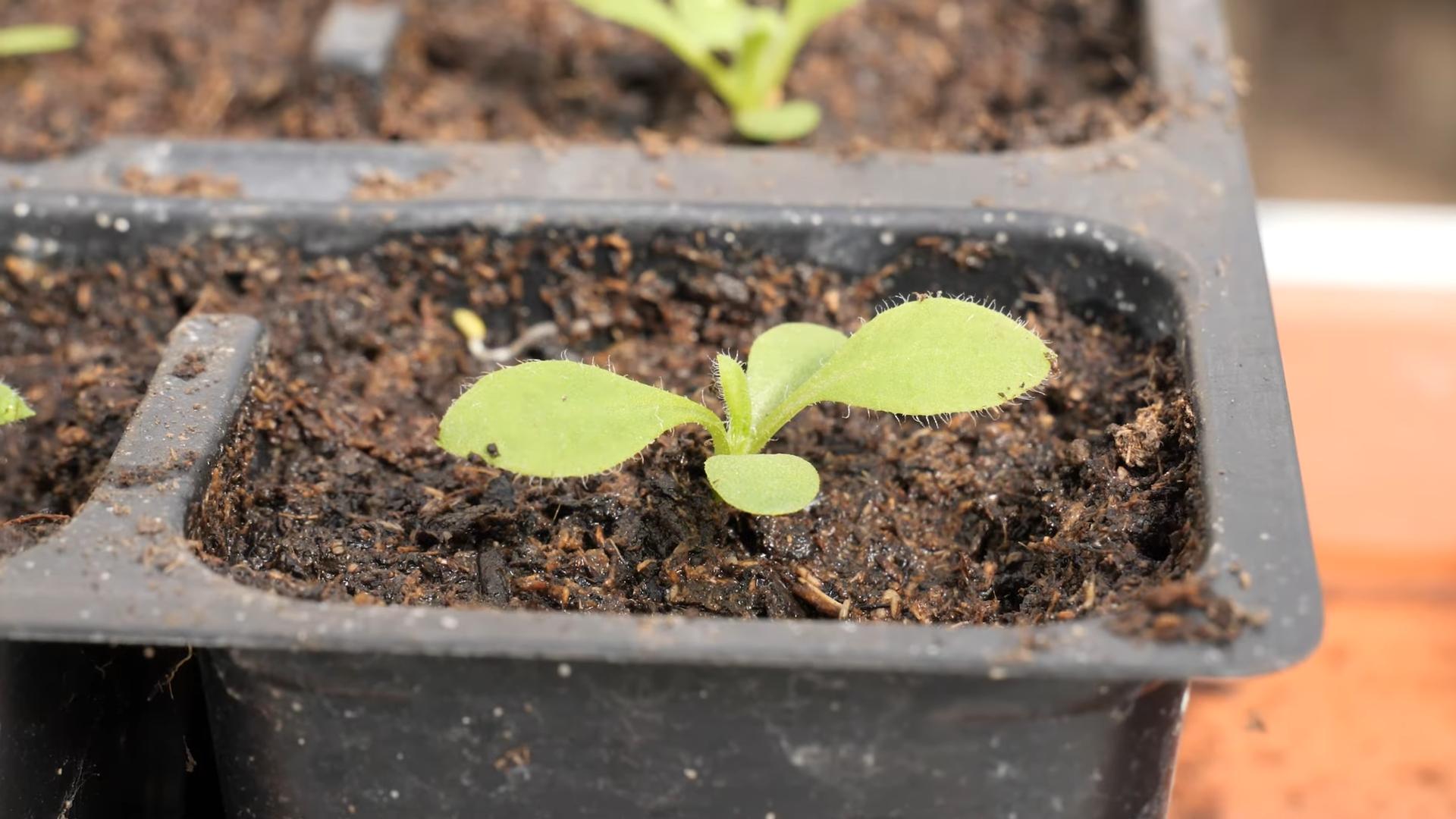 Grow Strawflowers From Seed