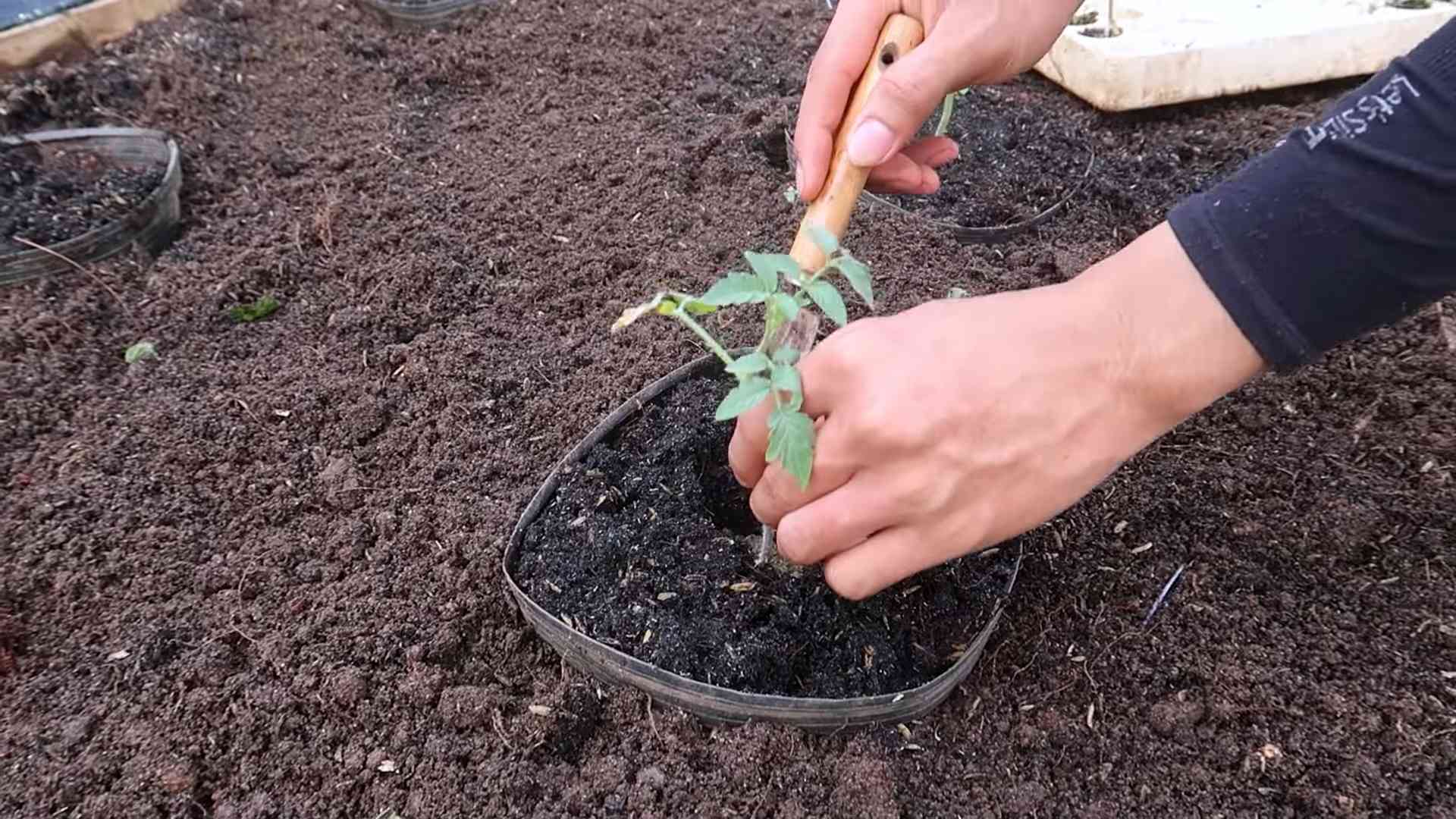 Year Round Tomato Fruiting