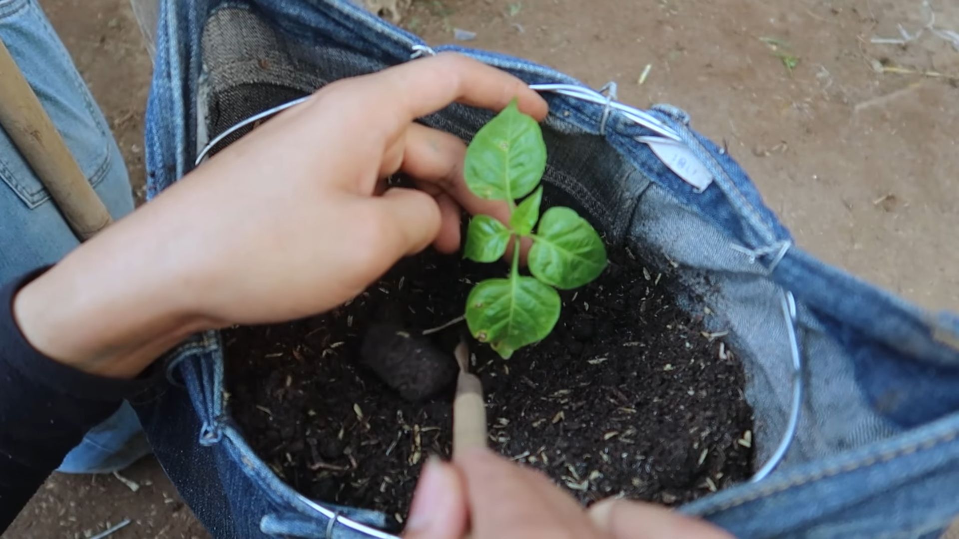 Jeans for pepper plant support