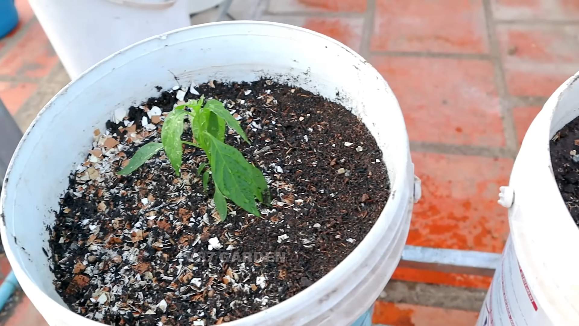 Container chili pepper growing