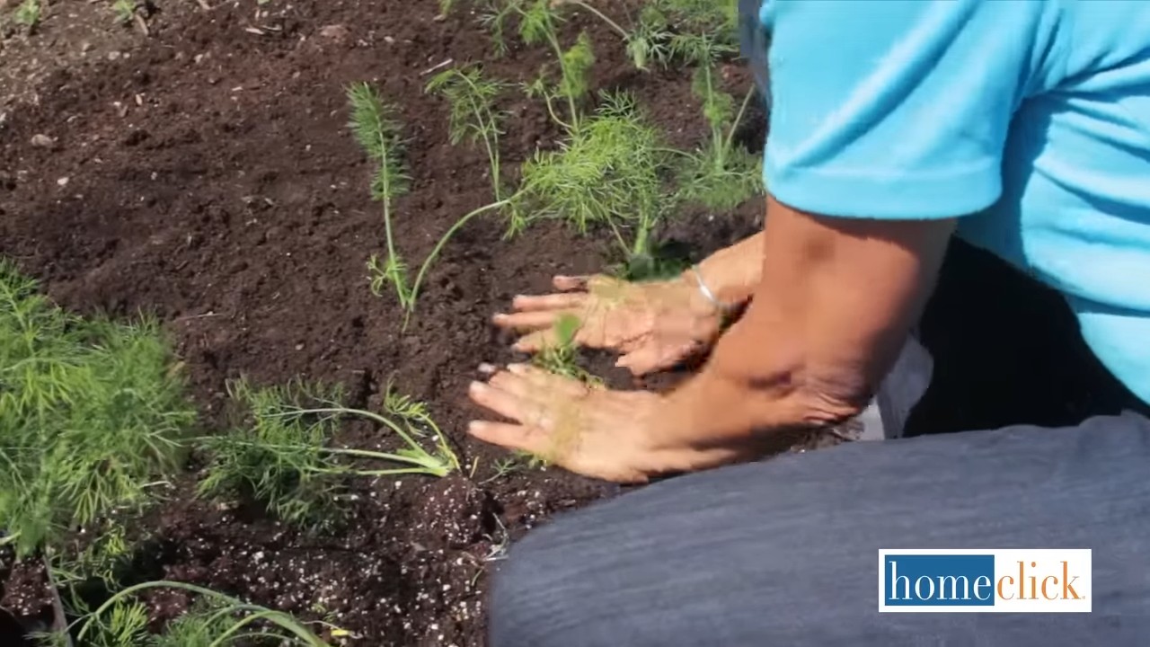 Grow Fennel at Home
