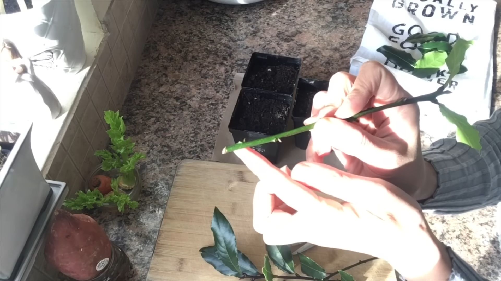 Growing Bay Leaf from Cuttings