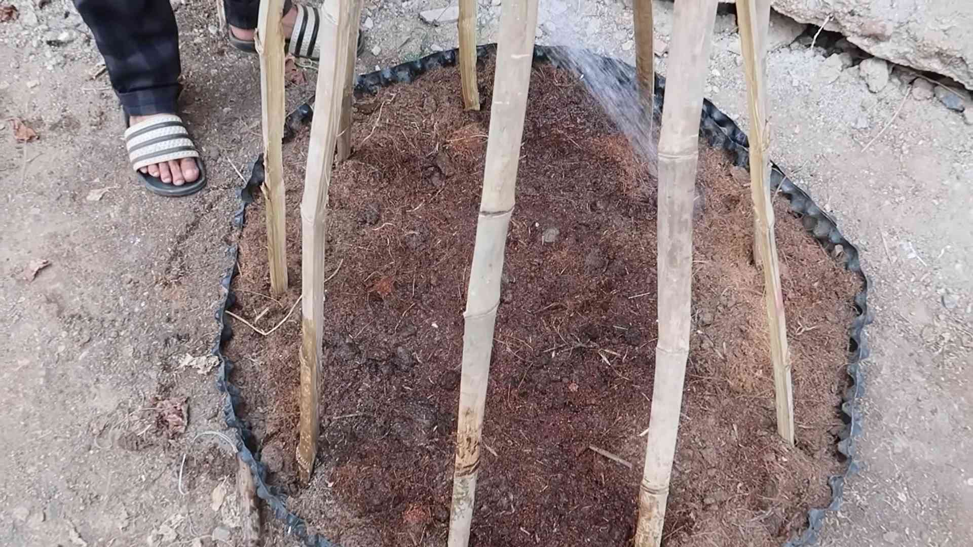 Growing Spinach at Home
