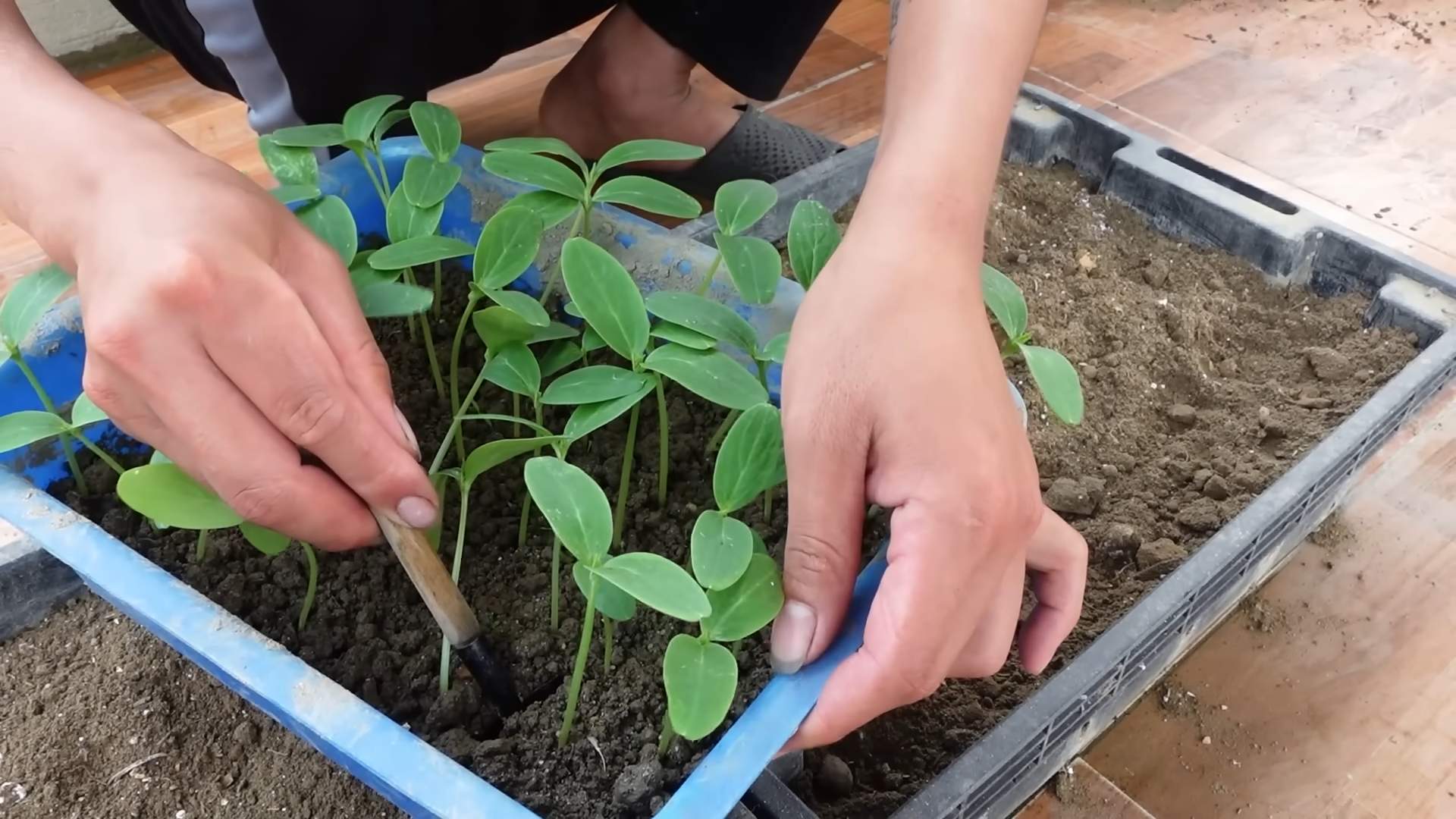 Growing Cucumbers at Home