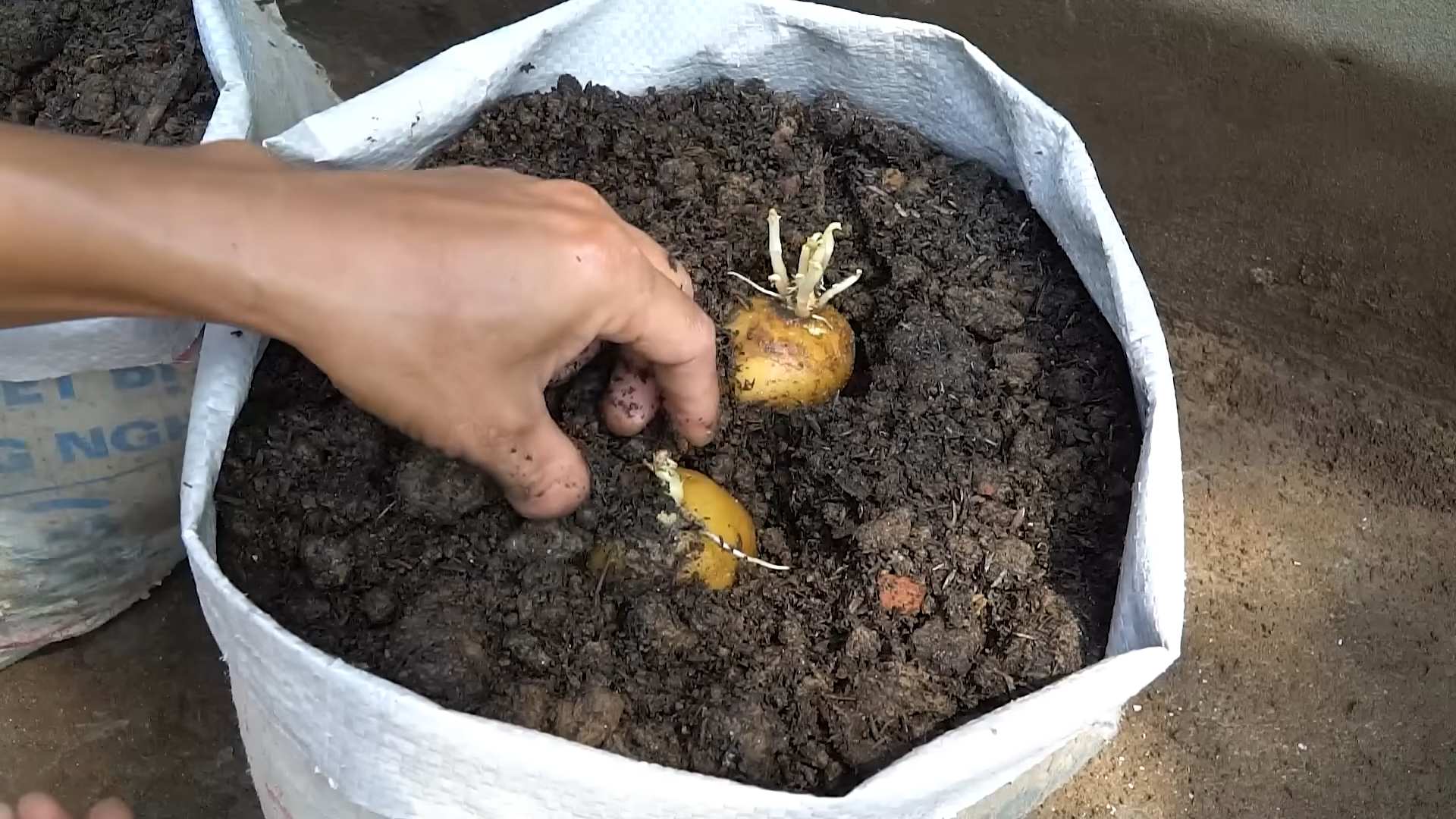 Grow Potatoes Beginners