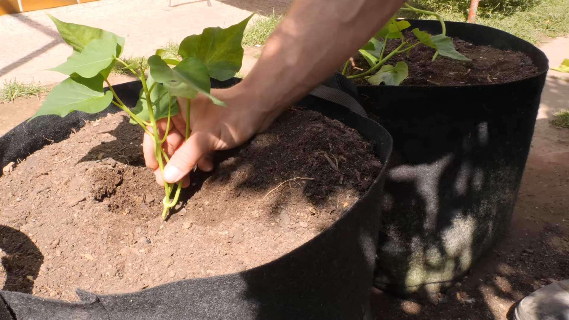 Grow Sweet Potatoes