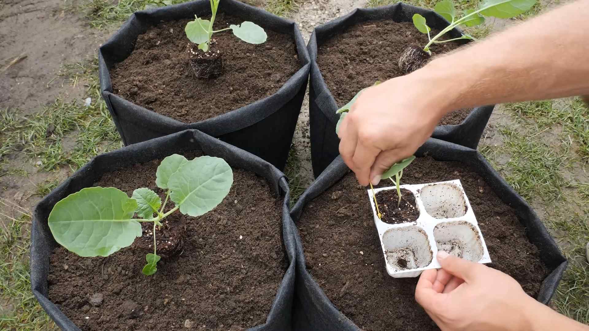 Container Broccoli Gardening