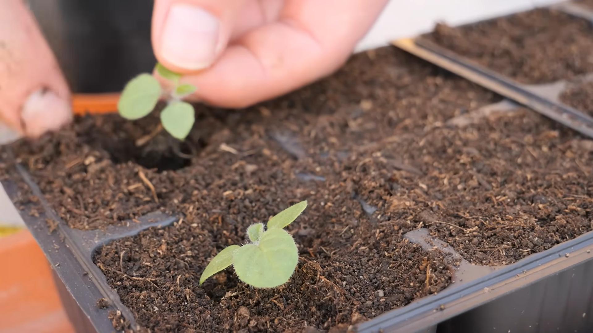 Grow Cape Gooseberry Home