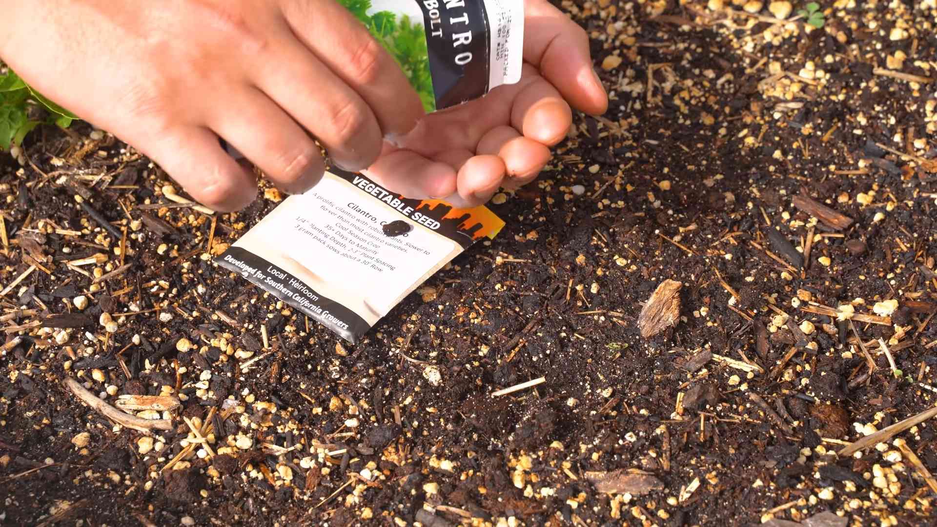 Cilantro bolting prevention