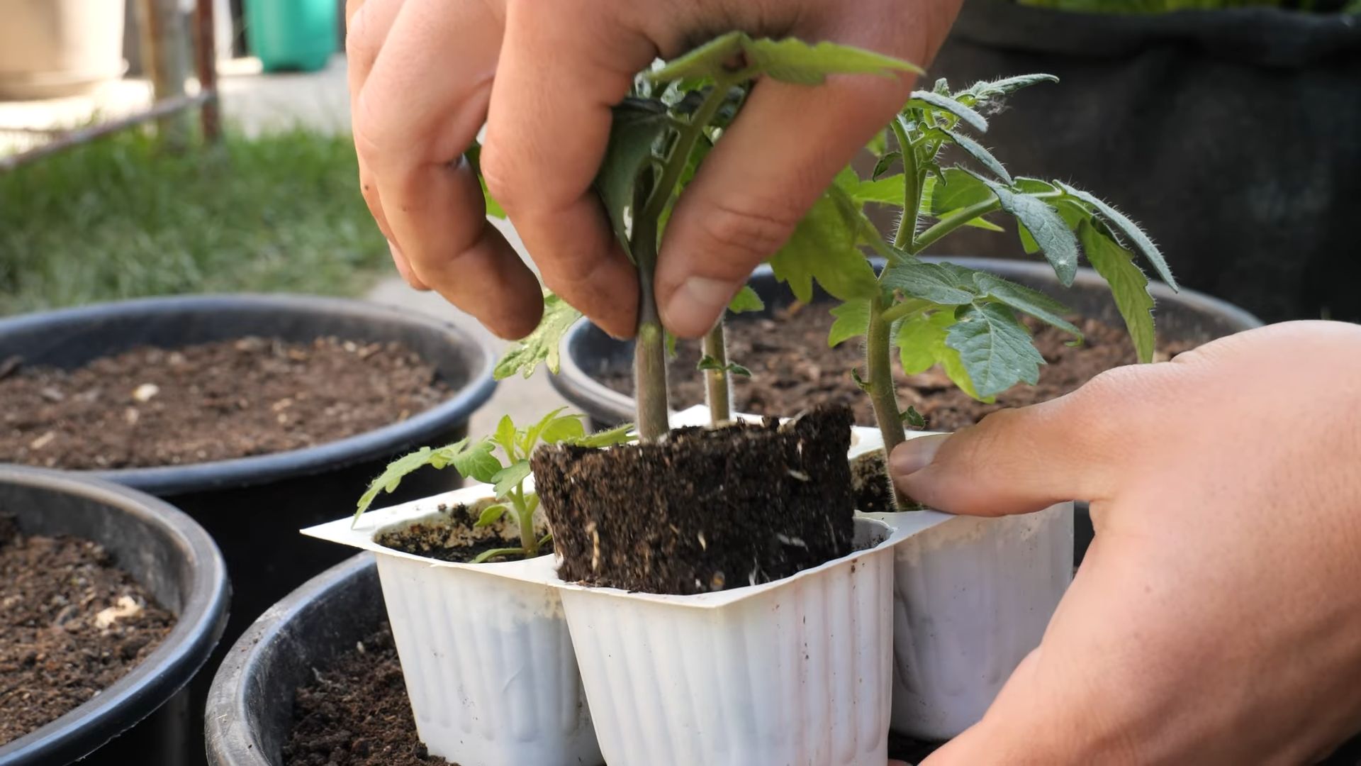 DIY Cherry Tomato Growing