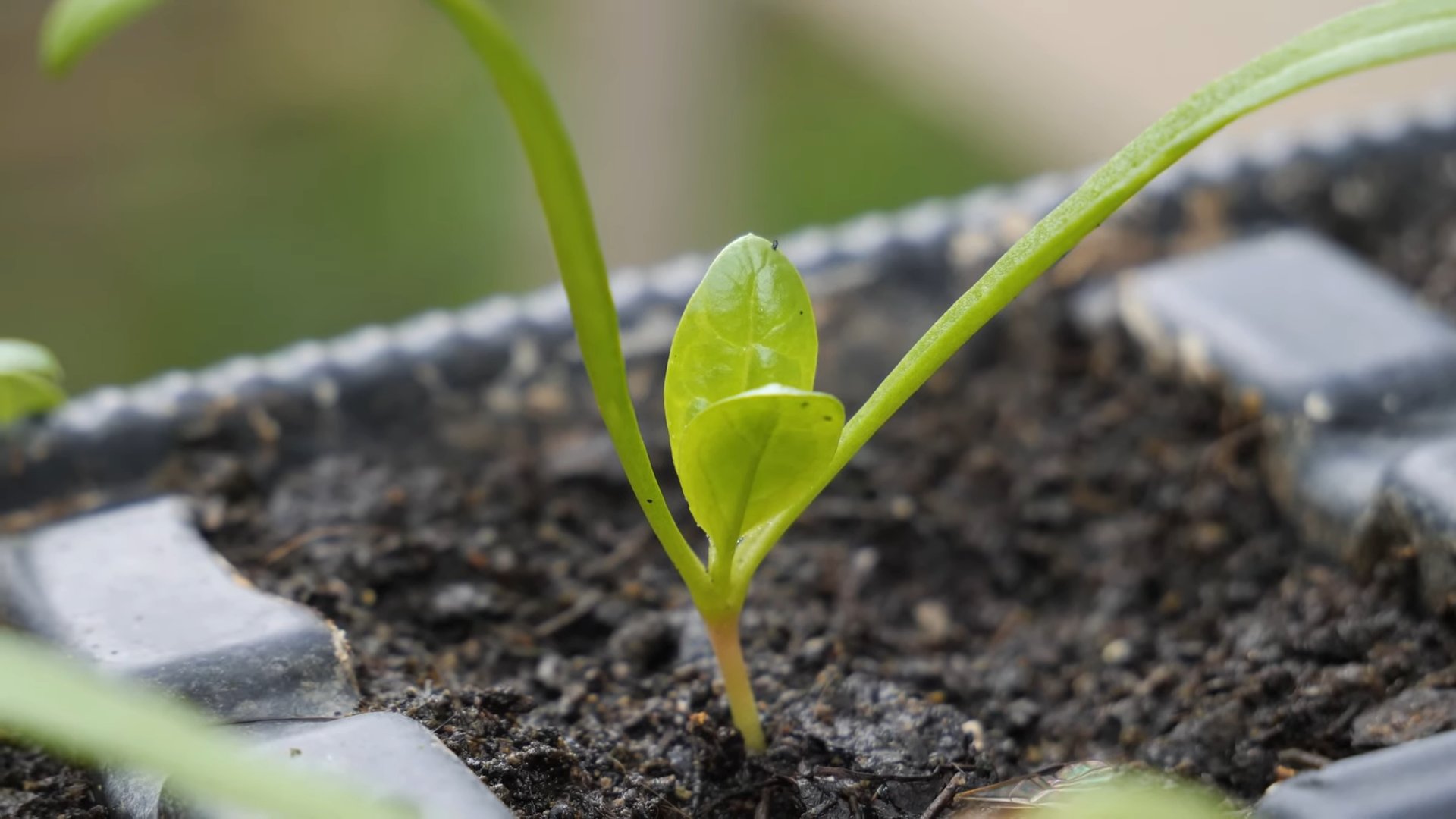 Grow Spinach Planter