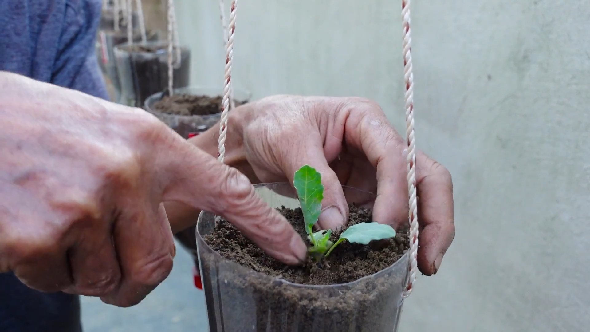 Kohlrabi gardening for beginners