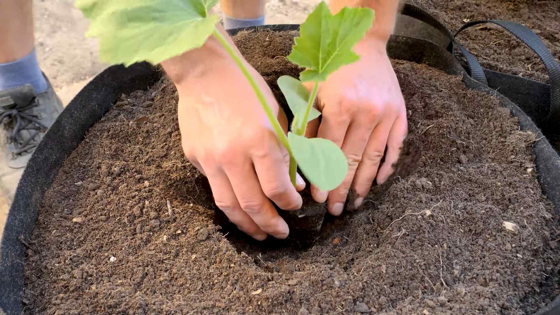 Grow Romanesco Cauliflower