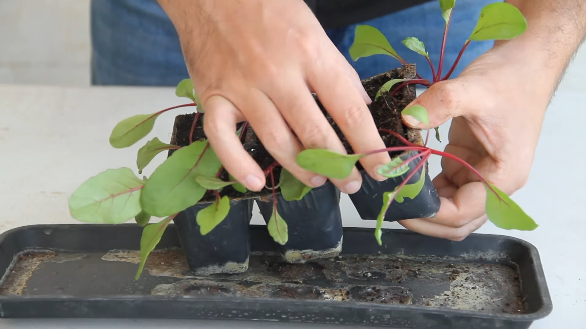 Beet container gardening