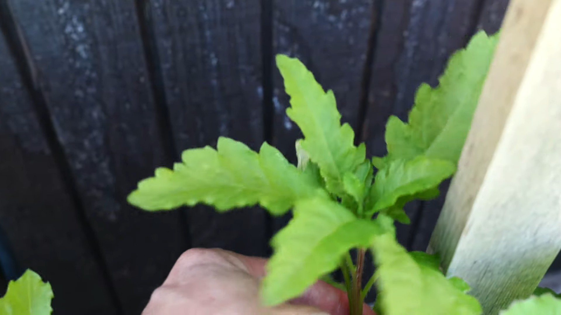 Grow Epazote Kitchen
