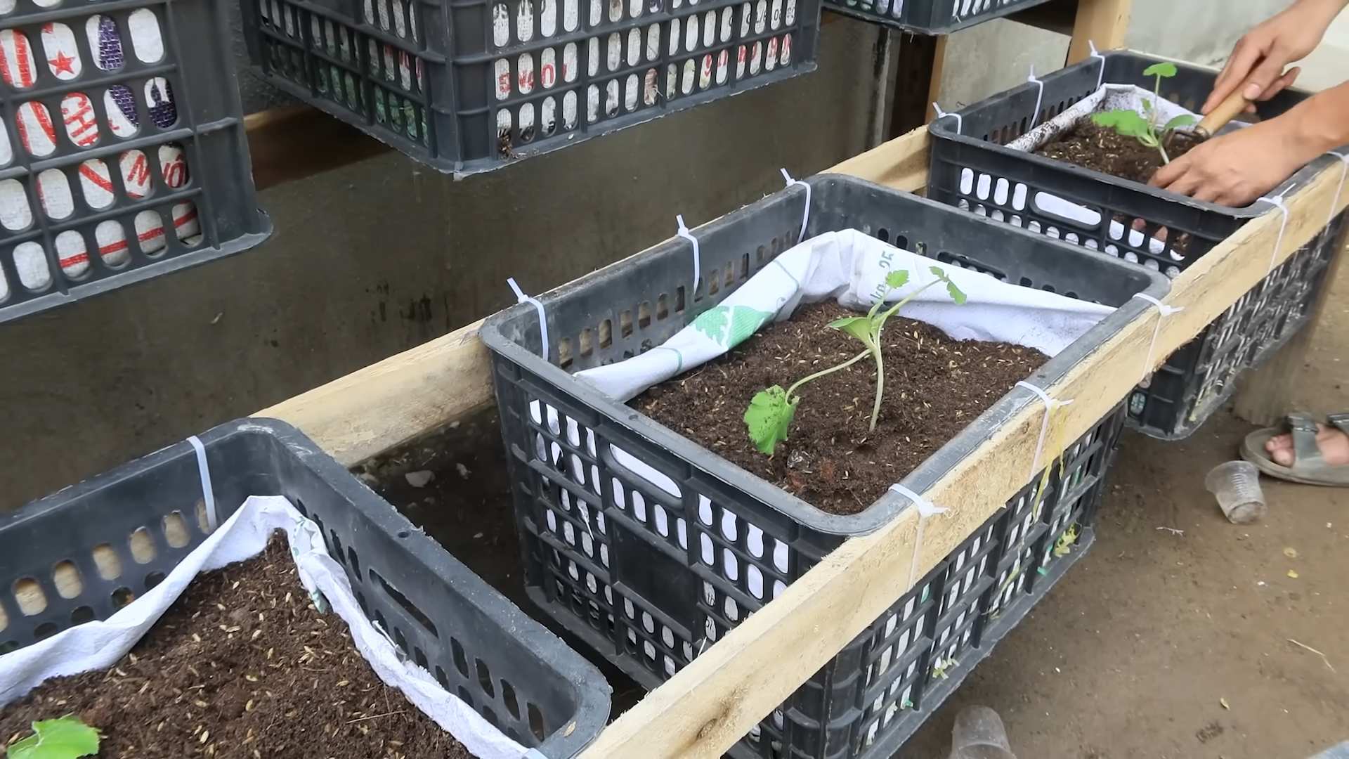 Growing Zucchini at Home