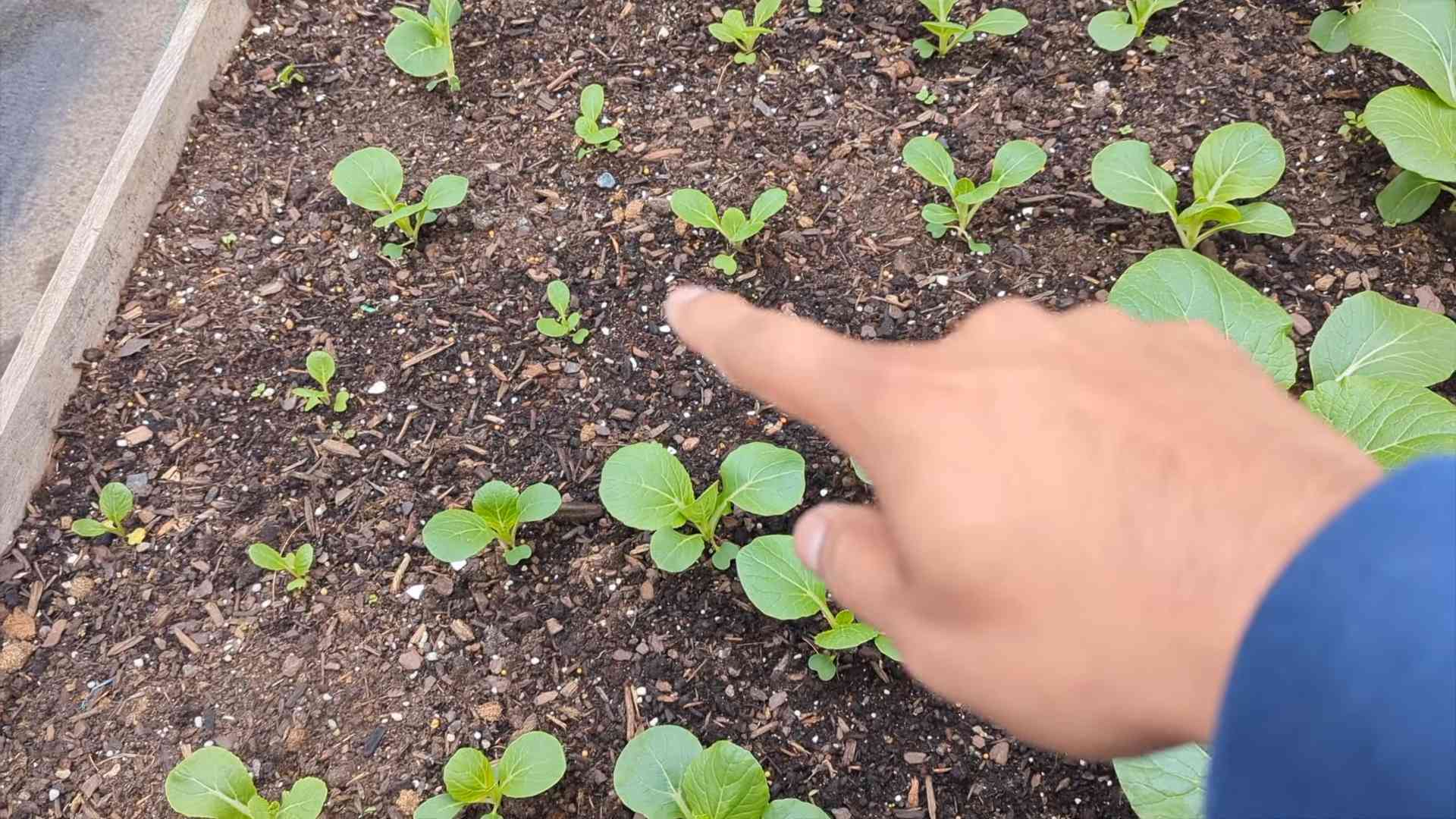 Grow Bok Choy Kitchen