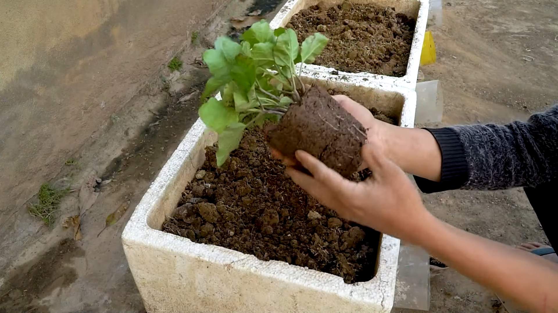 Growing Eggplant at Home