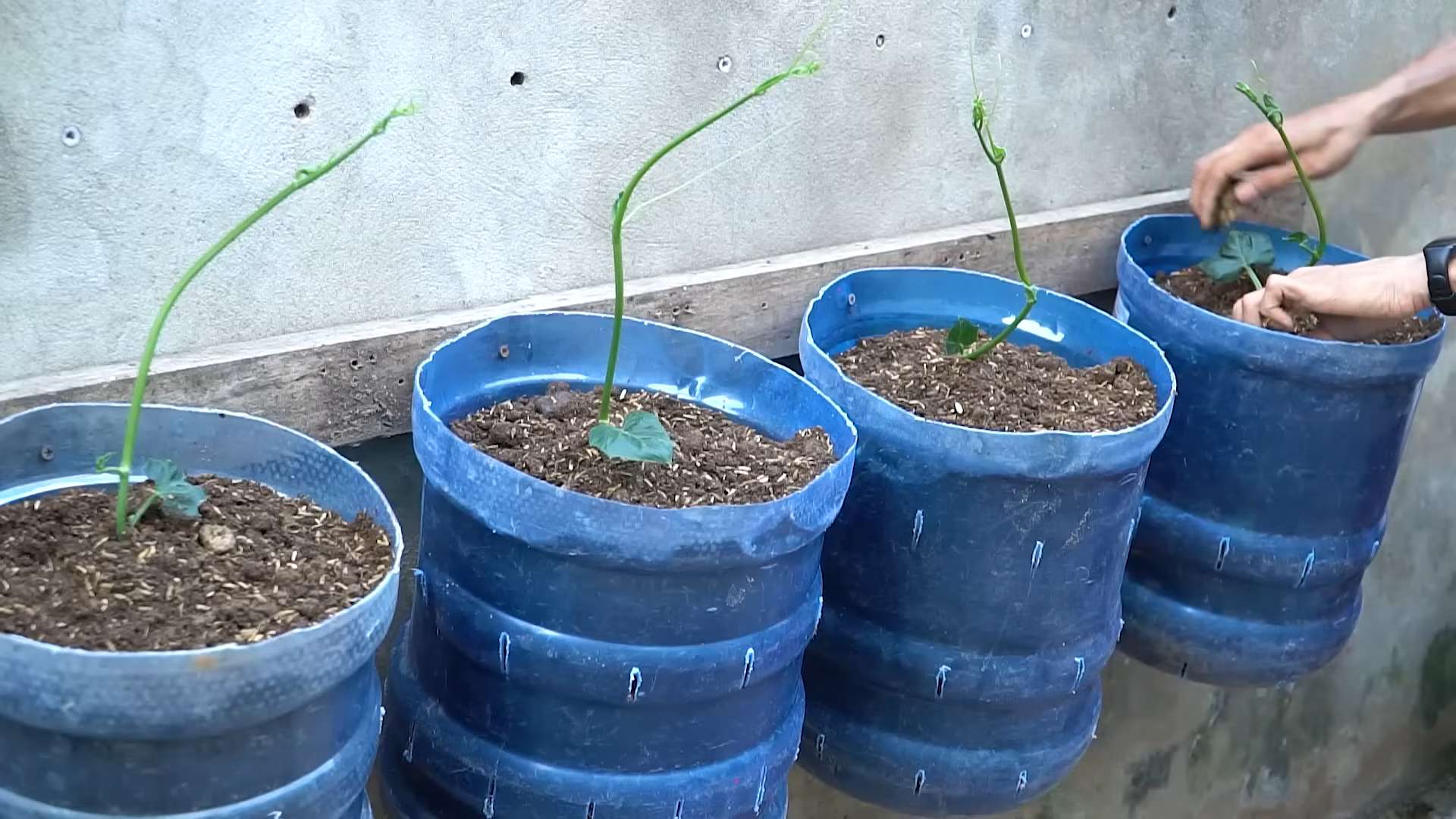Grow Chayote