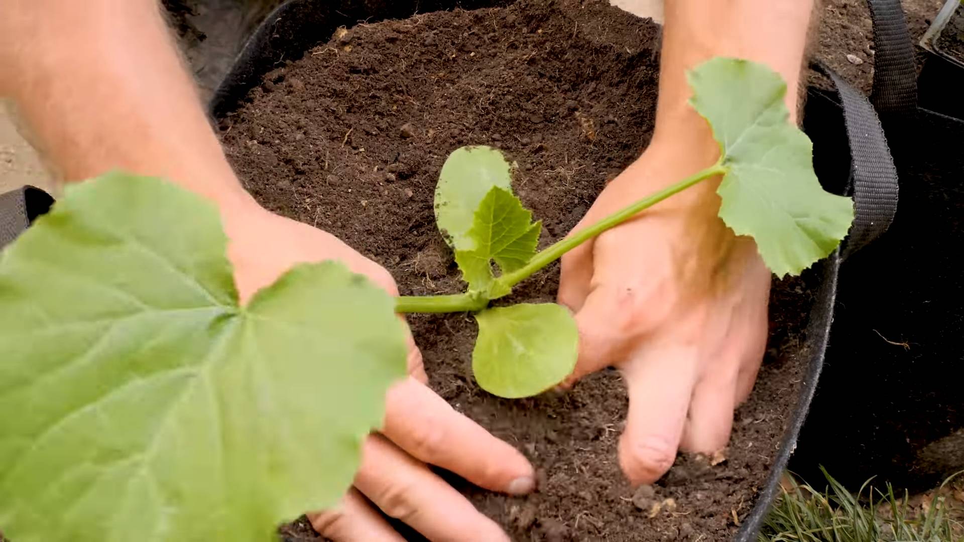 Container Zucchini Gardening