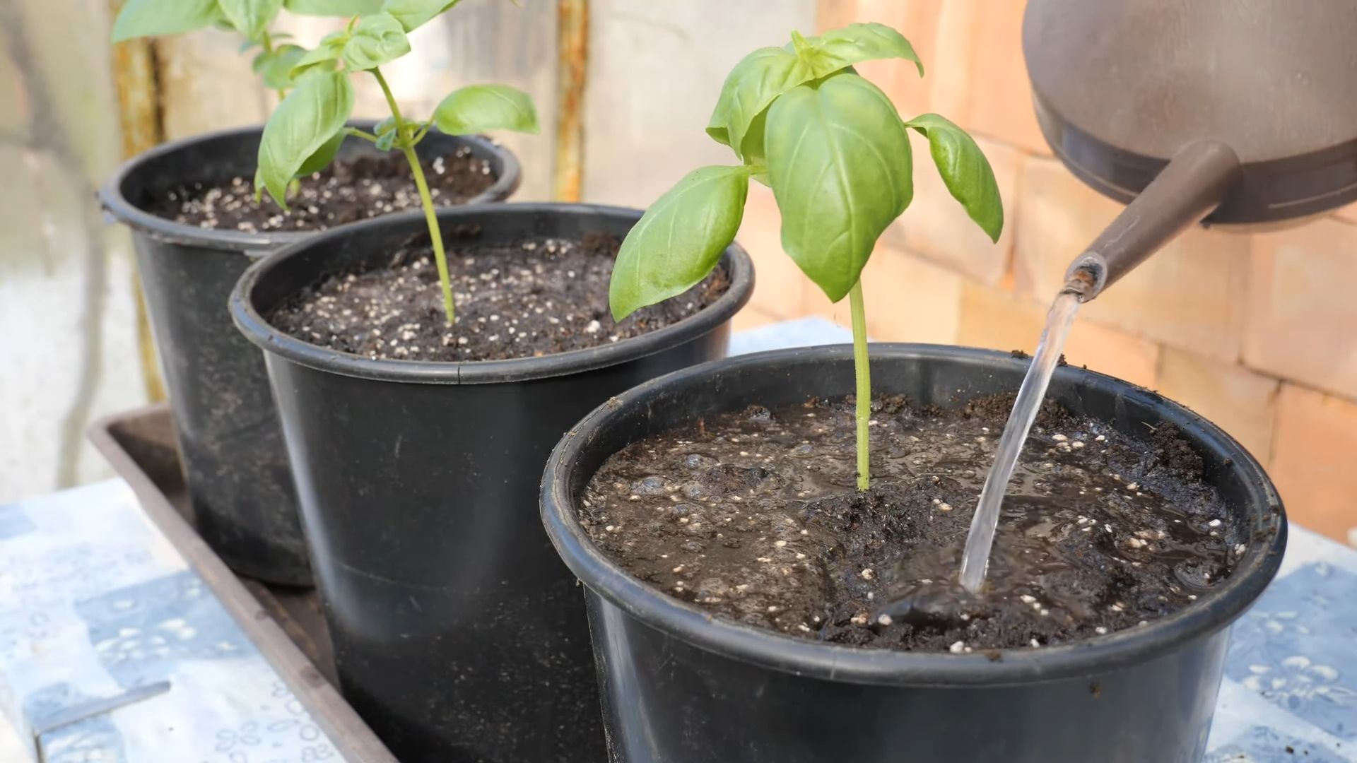 Grow Basil from Seed