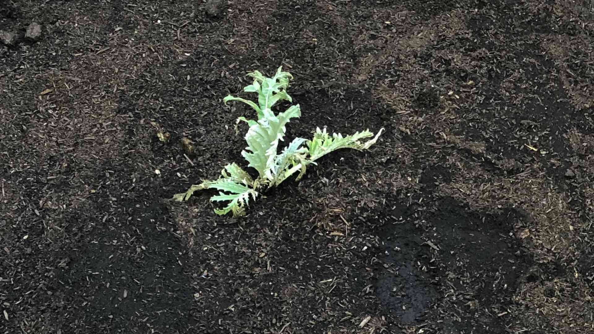 Growing artichokes at home