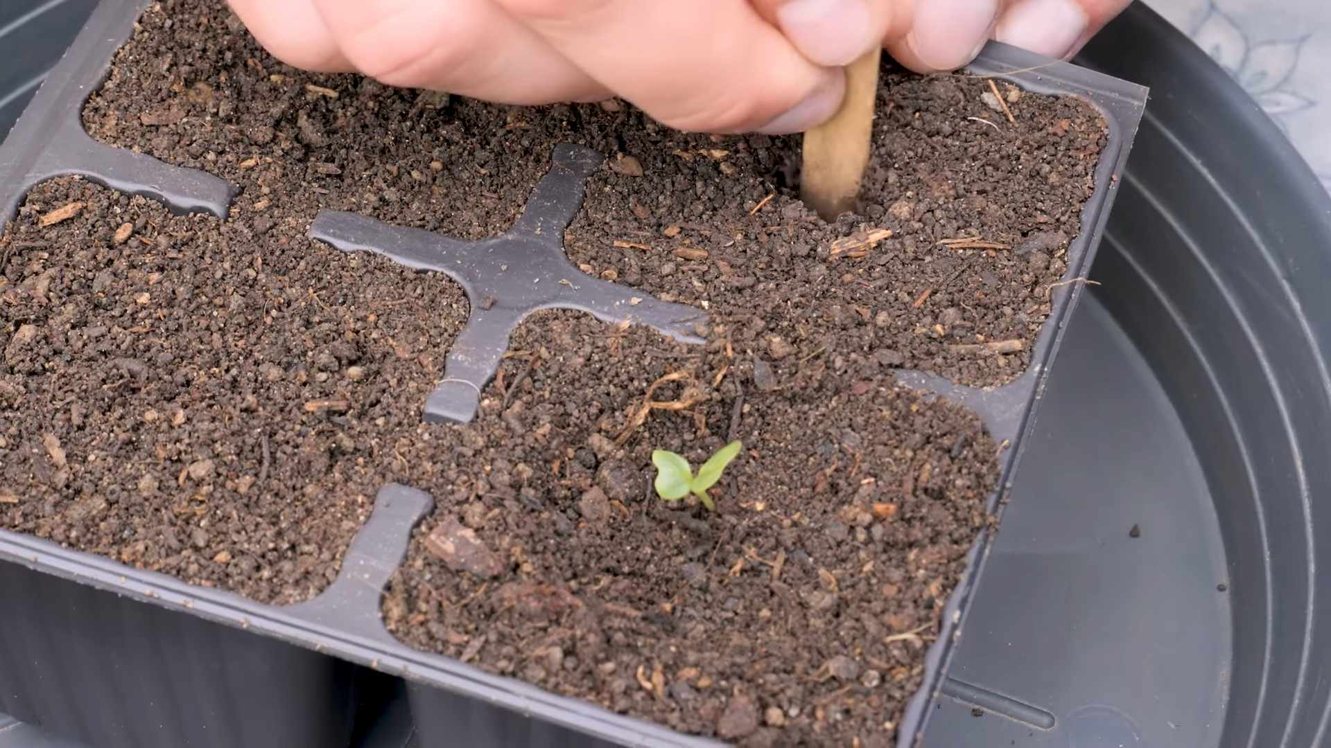 Grow Romanesco Cauliflower