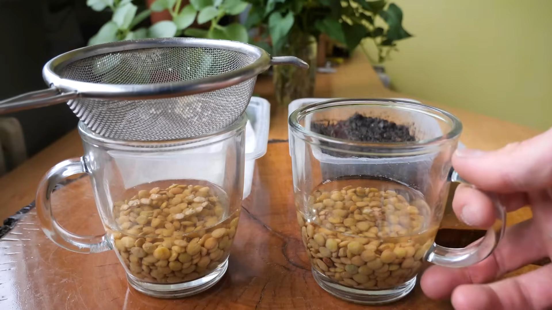 Easy Kitchen Microgreens Growing
