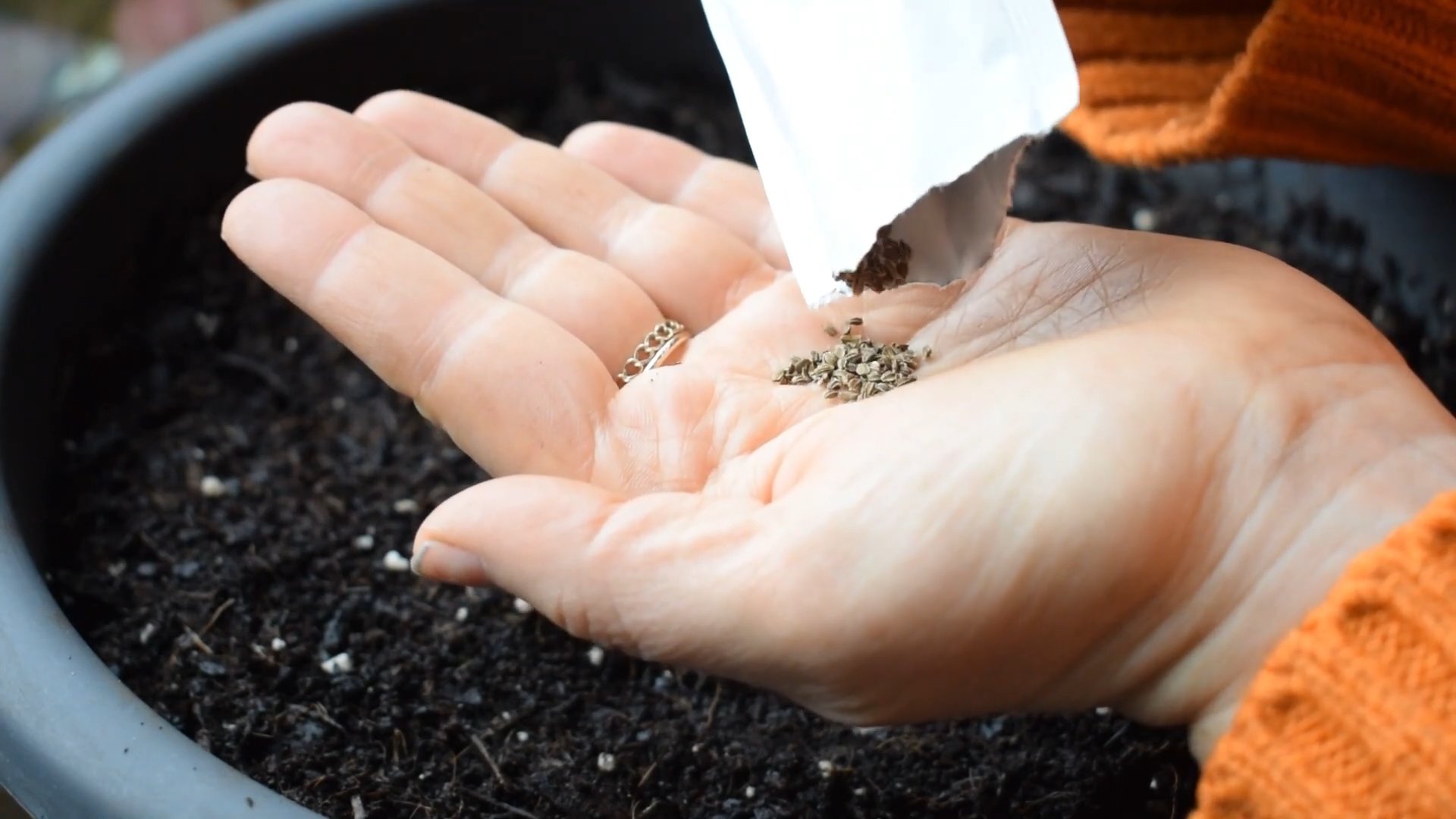 Growing carrots indoors