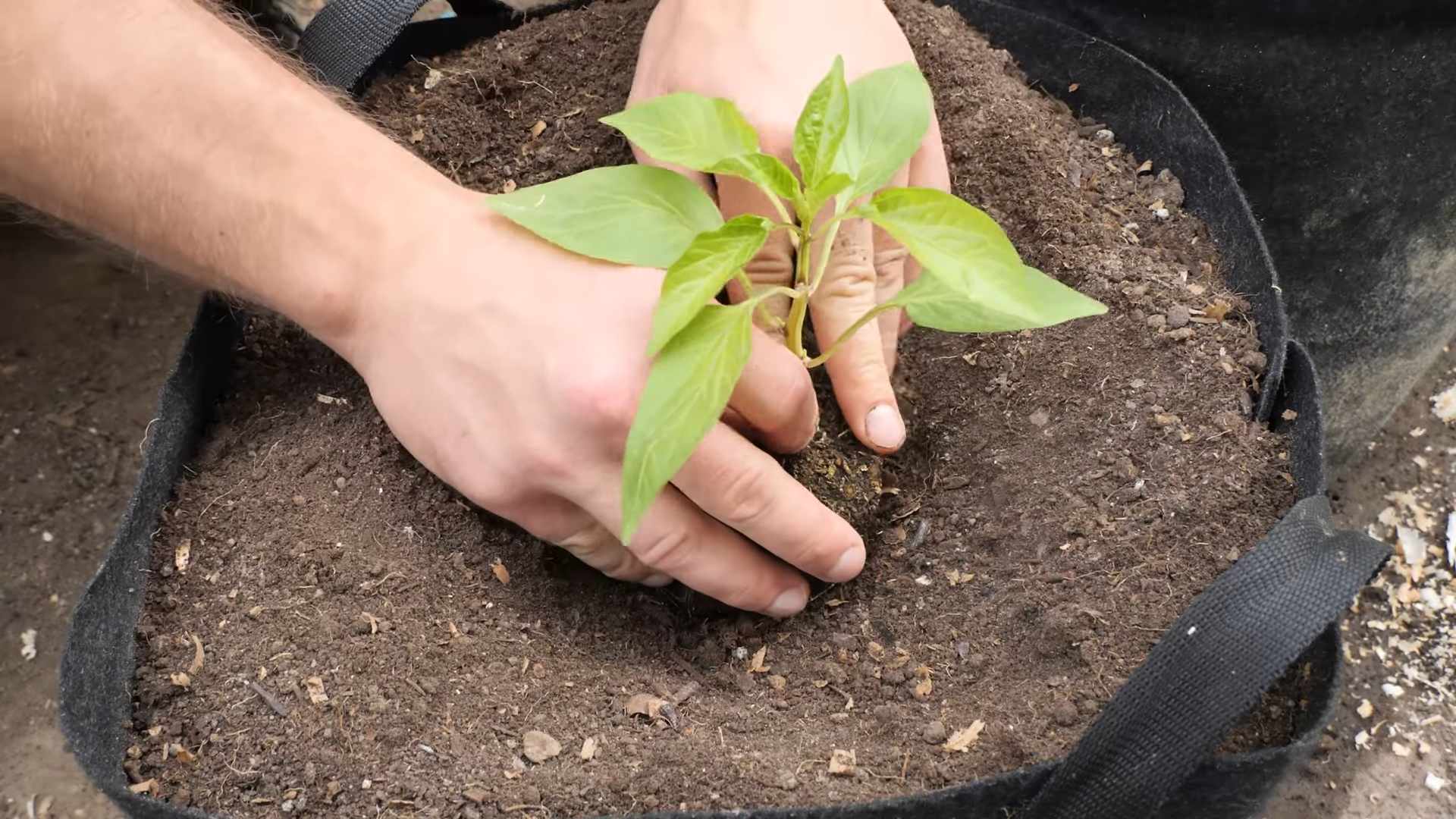 Growing peppers at home
