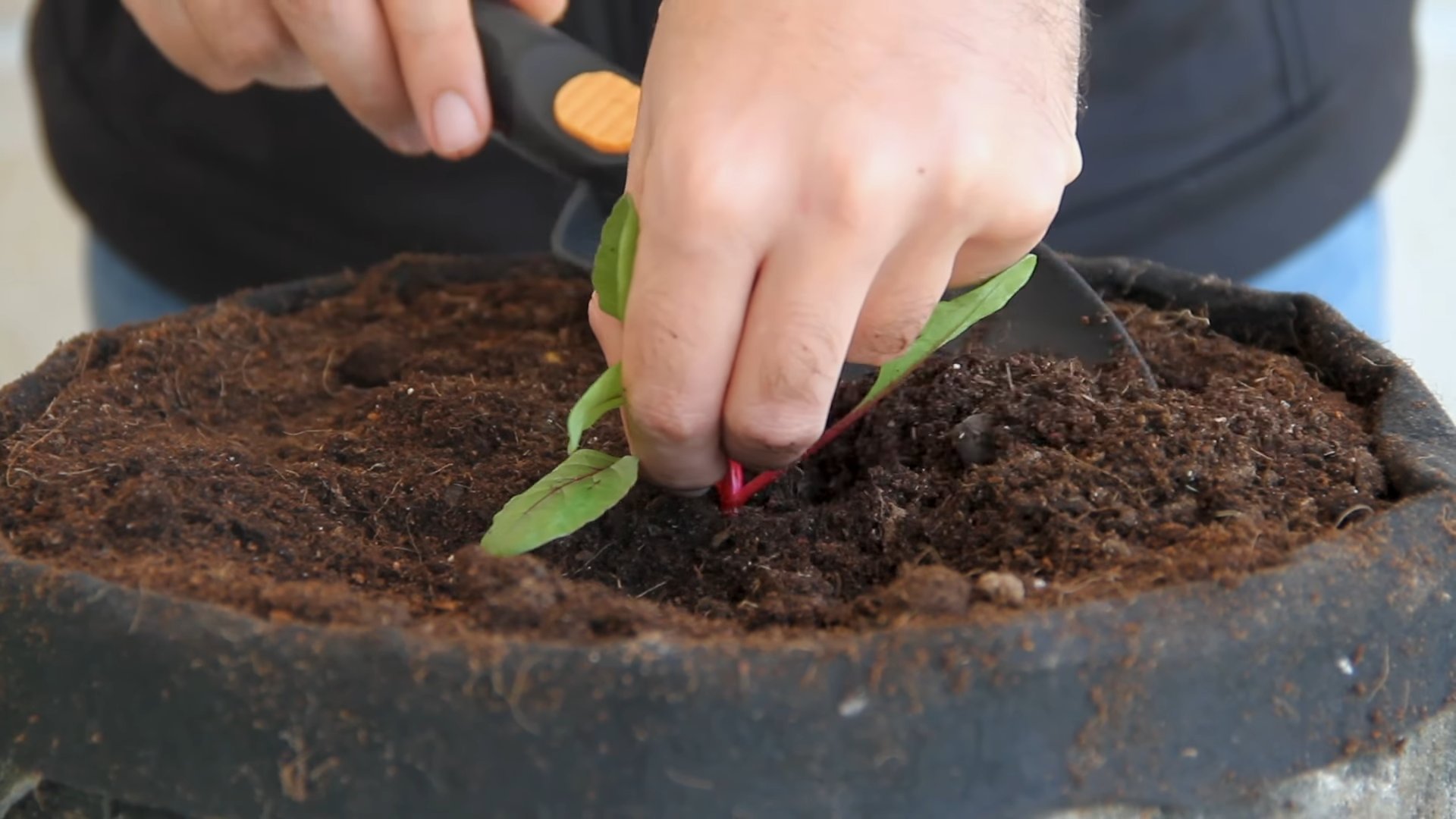 Growing Beets at Home