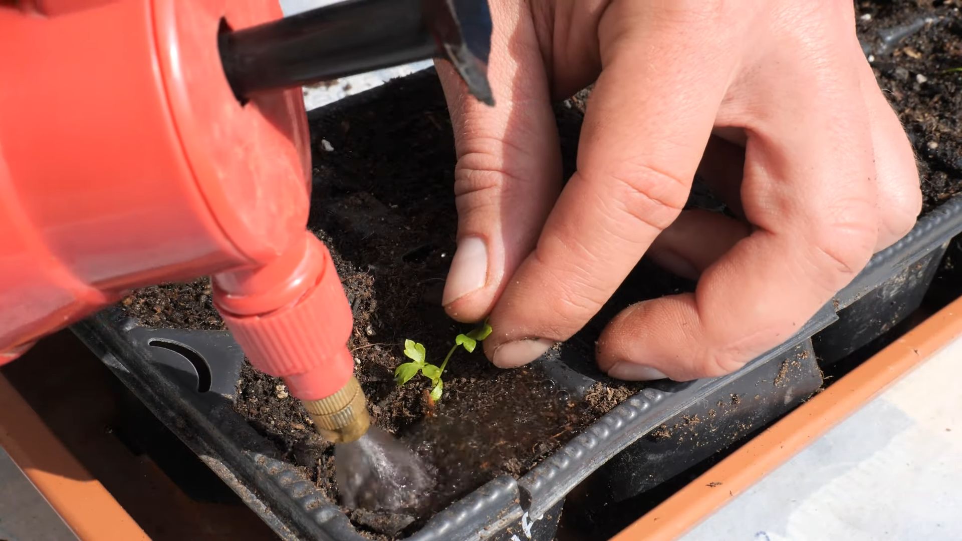 Grow celery at home