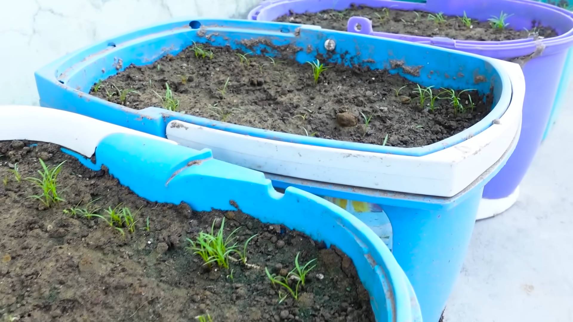 Grow Carrots at Home