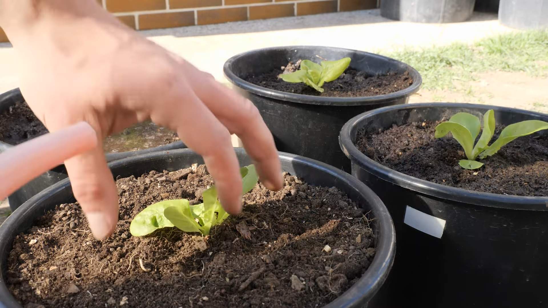 Grow Lettuce Small Spaces