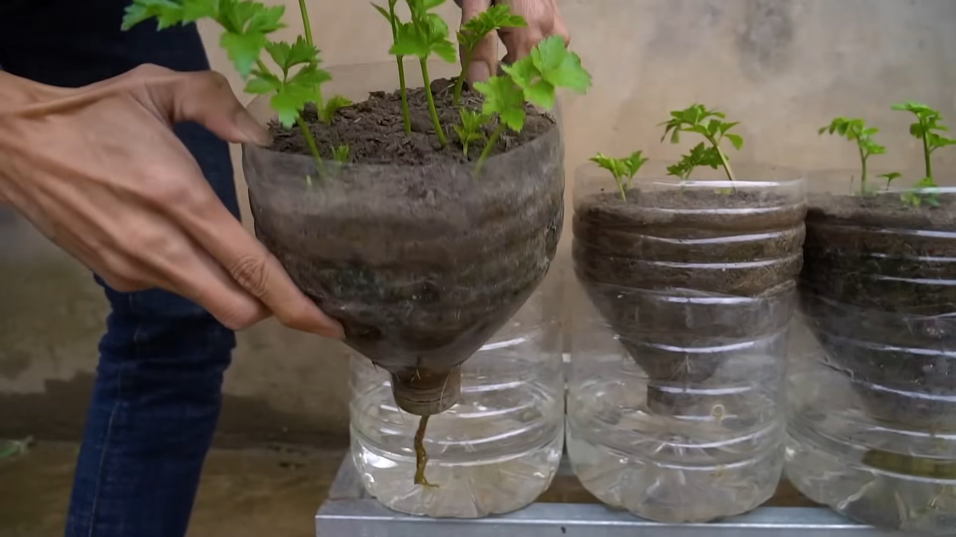Grow Celery Easily