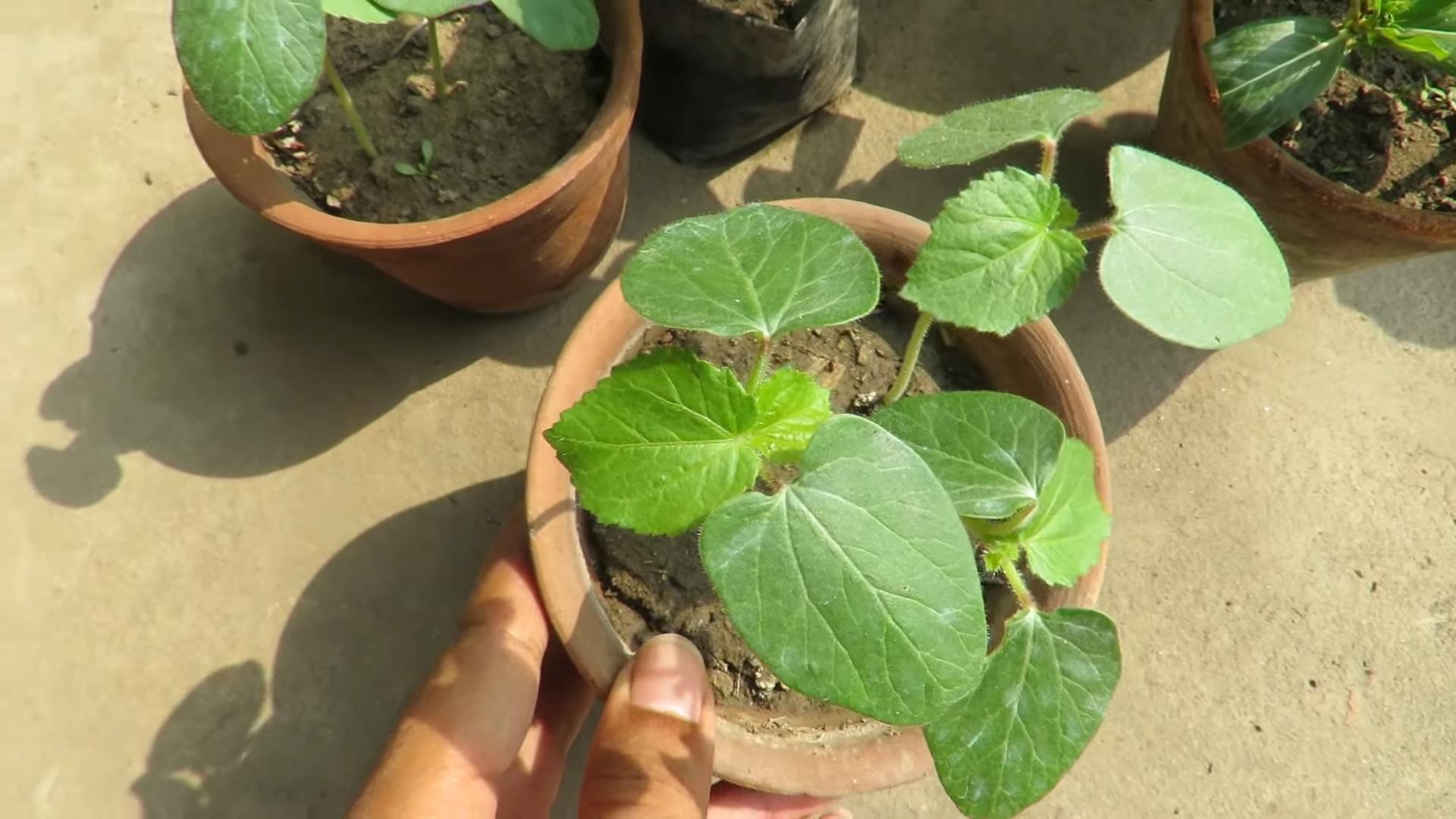 Grow Okra in Containers